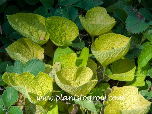 Diane's Gold Siberian Bugloss (Brunnera macrophylla)